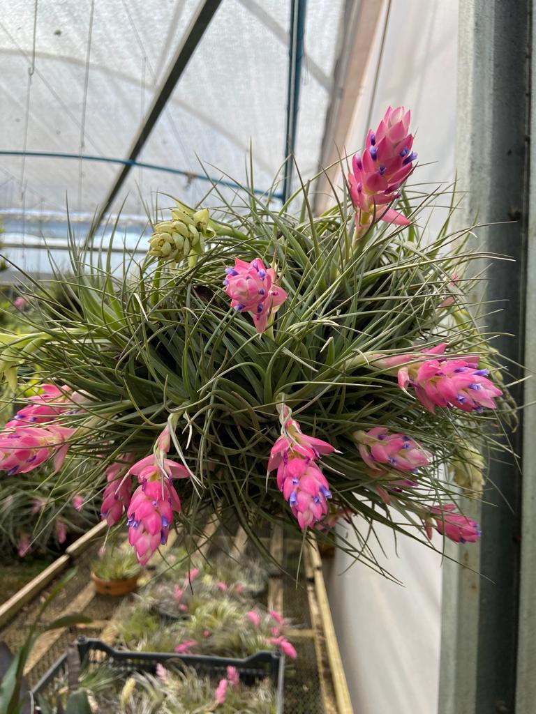 Tilandsia Stricta Ponta Negra