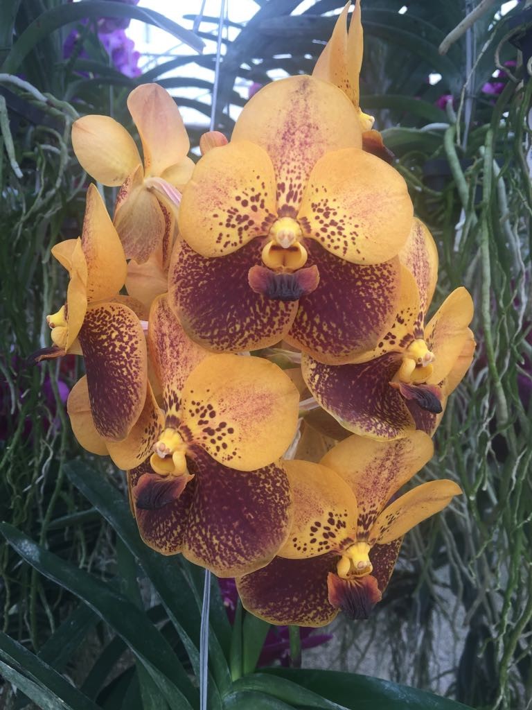 Vanda Orange Two Tone