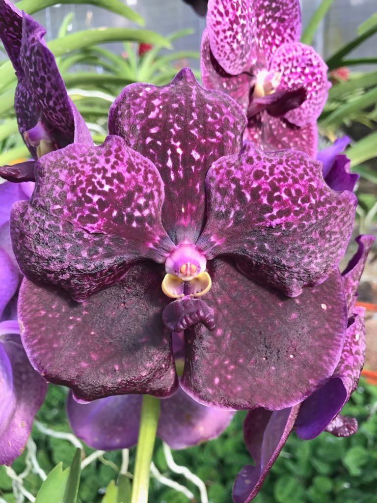 Vanda Somsri Blue x Fuchs Delight Black