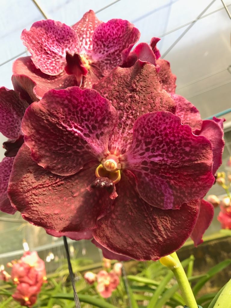 Vanda Ruchiroj