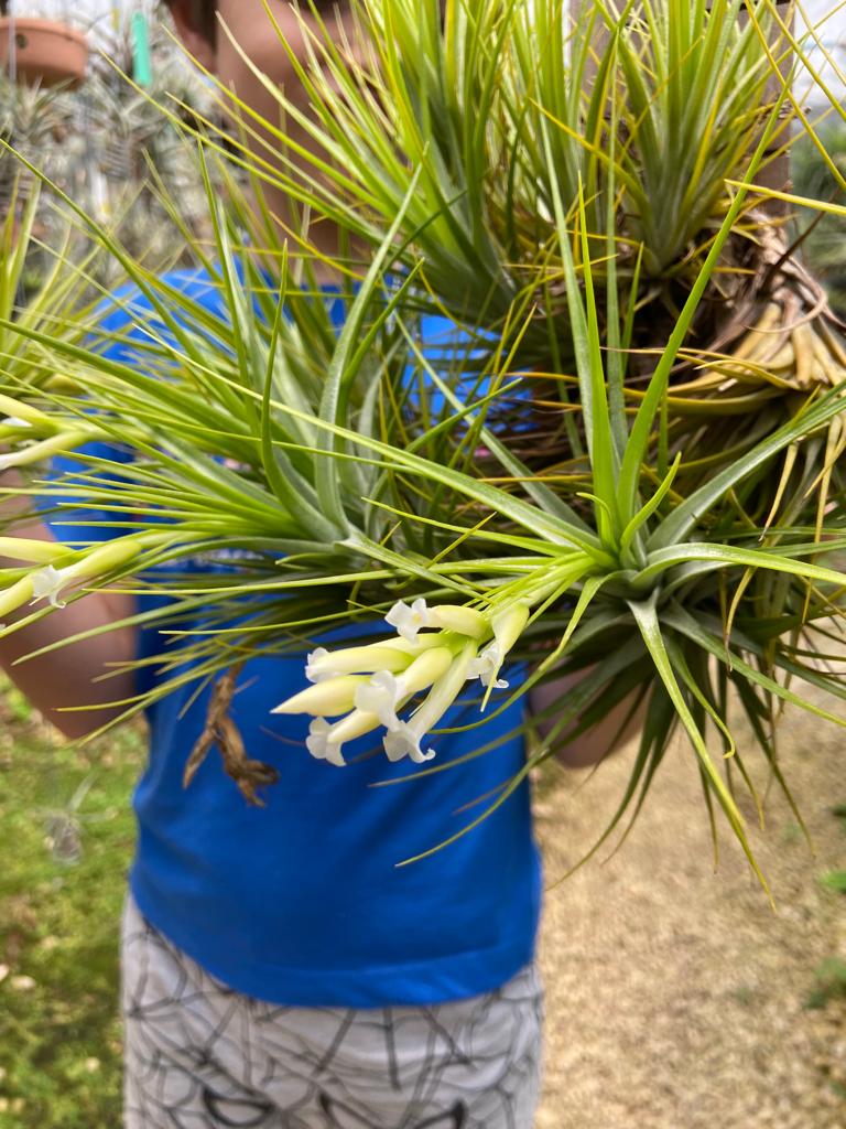 Tilandsia Tenuifolia Alba