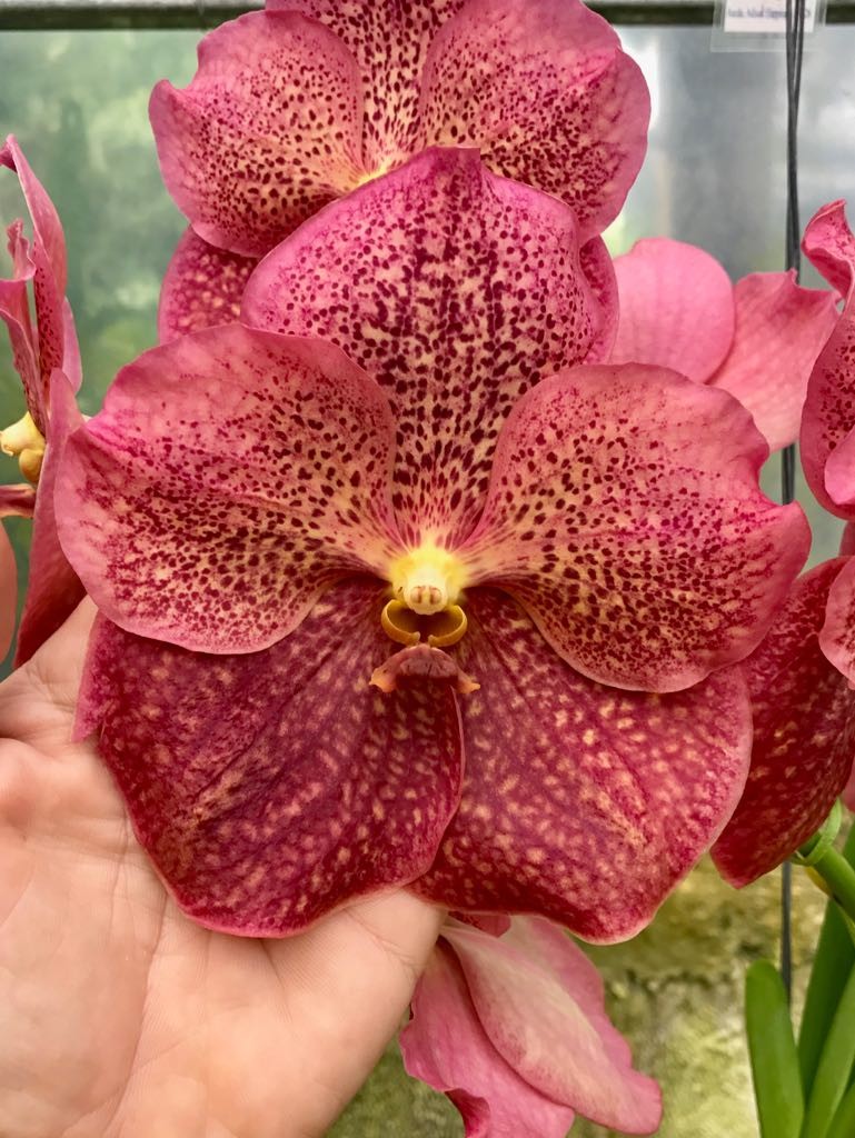 Vanda Adisak Happiness