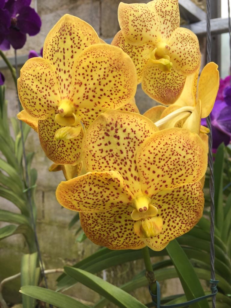 Vanda Boonyarit Gold