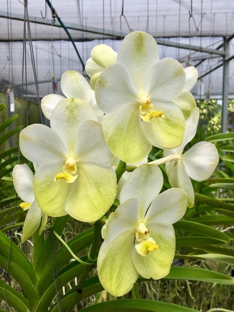 Vanda Boonyarit Diamond